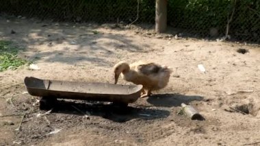 Evcil bir ördek su içer ve özel olarak belirlenmiş bir yerde yer. .