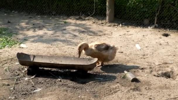 家鸭喝水 并在特别指定的地方进食 — 图库视频影像