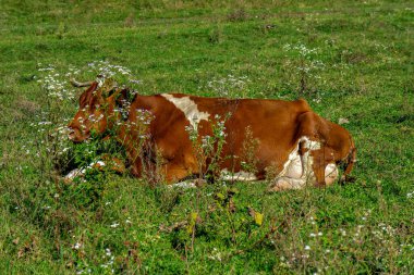 Çimenli bir çiçek tarlasında yatan kahverengi ve beyaz bir inek