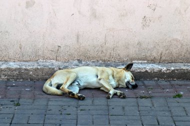 Duvarın yanında yerde yatan bir köpek.