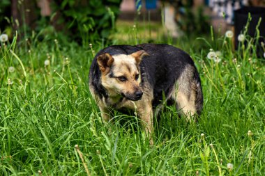 Uzun otların arasında duran bir köpek.