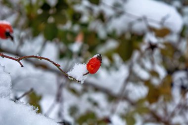 Karla kaplı bir dalda bir demet kırmızı dut
