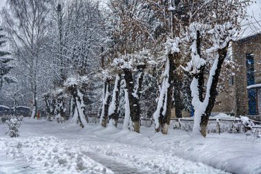 Binanın önünde ağaçlarla kaplı karla kaplı bir sokak.