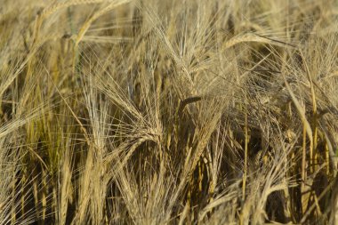 Güneşli bir günde altın buğday tarlası