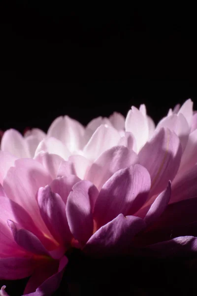 Schöne Nahaufnahme Chrysanthemen Erschossen — Stockfoto