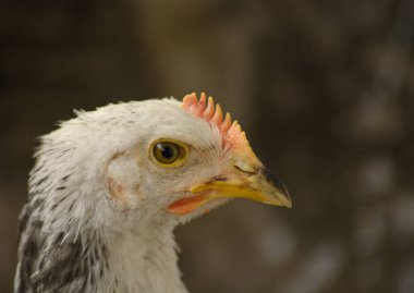 Hayvanat bahçesindeki bir tavuğun yakın görüntüsü