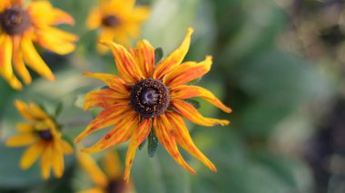 Güzel sarı çiçek bahçesinde yakın çekim