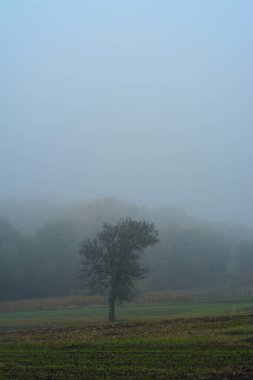 Sarı yapraklı sonbahar manzarası ağacı
