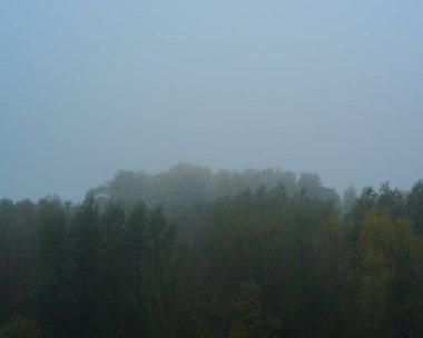 Sarı yapraklı sonbahar manzarası ağacı