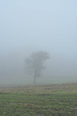 Sarı yapraklı sonbahar manzarası ağacı