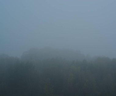 Sarı yapraklı sonbahar manzarası ağacı