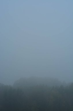 Sarı yapraklı sonbahar manzarası ağacı