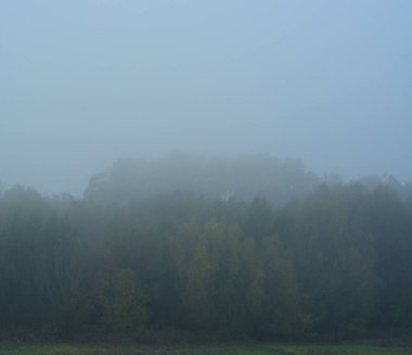 Sarı yapraklı sonbahar manzarası ağacı