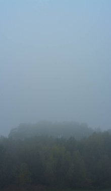 Sarı yapraklı sonbahar manzarası ağacı