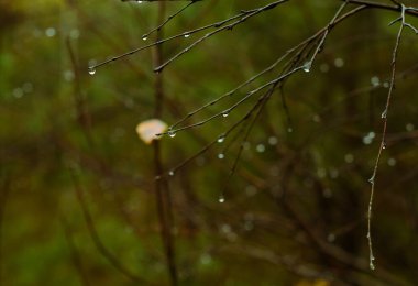 Sarı yapraklı sonbahar manzarası ağacı