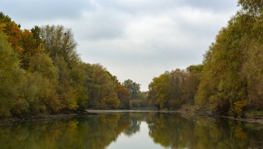 Autumn landscape tree with yellow fall leaves