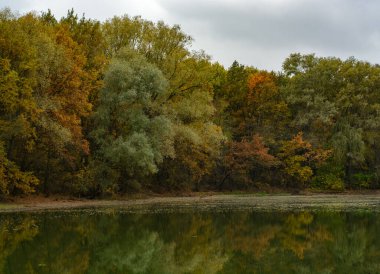 Sarı yapraklı sonbahar manzarası ağacı