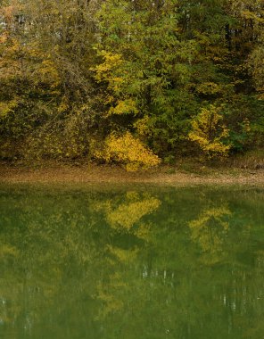 Sarı yapraklı sonbahar manzarası ağacı