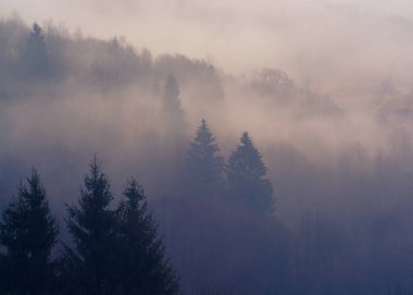 Ağaçlarla kaplı puslu dağlar