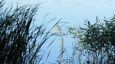 Ormanın güzel manzarası