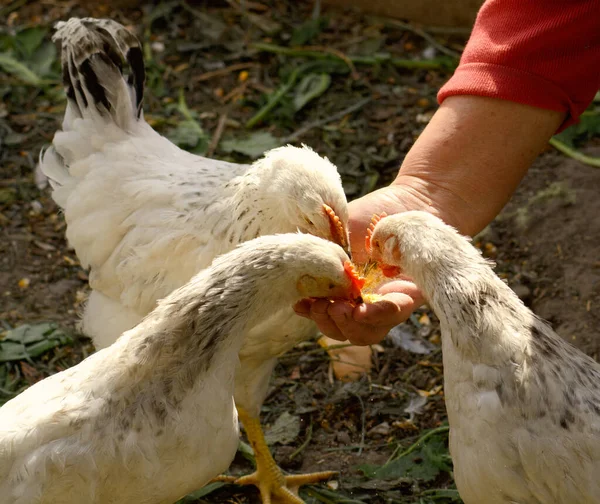 White Chicken Black Chickens Grass — Stock Photo, Image