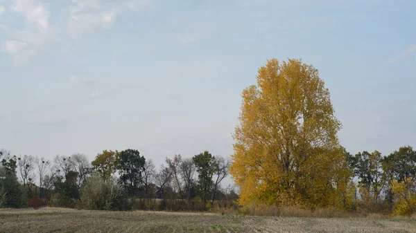 Autumn Forest Landscape Trees Fall Countryside — Fotografia de Stock