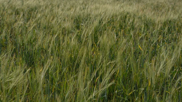 Field Wheat Close View — Stock Photo, Image