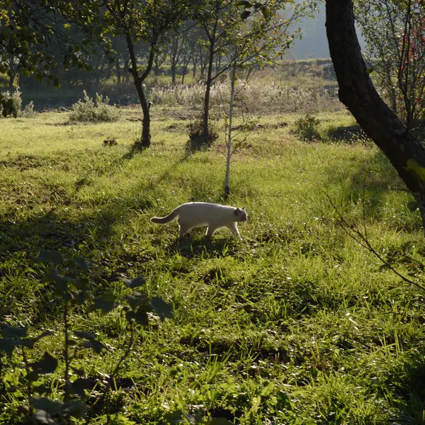 Chat Blanc Sur Pelouse — Photo