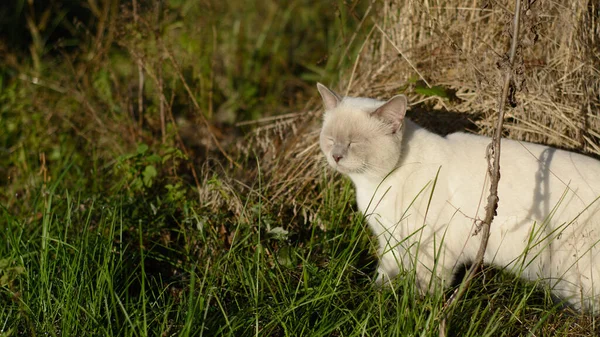 Chat Domestique Dans Jardin Animal Domestique — Photo