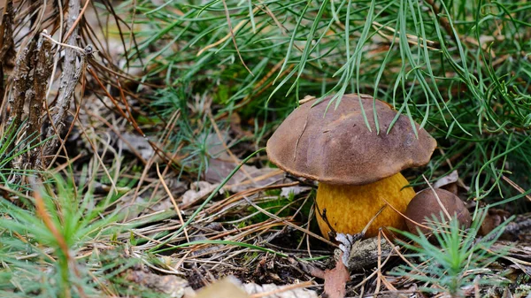 Edible Mushrooms Boletus Forest — Stock Photo, Image