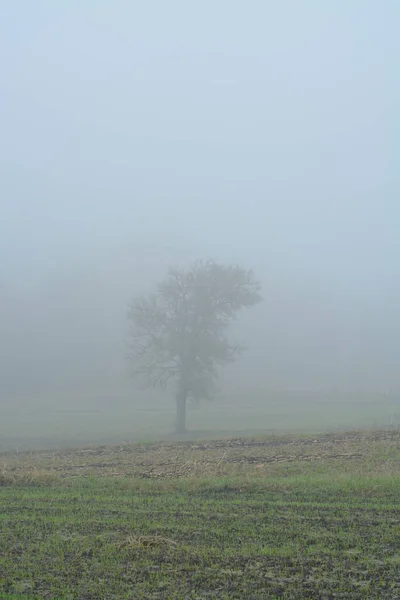 Arbre Paysager Automne Avec Feuilles Jaunes Automne — Photo