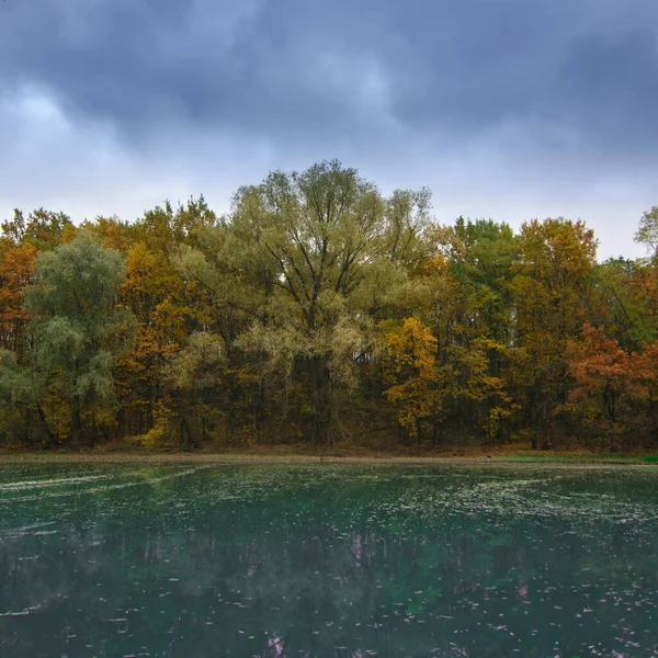 Autunno Albero Del Paesaggio Con Foglie Caduta Gialle — Foto Stock