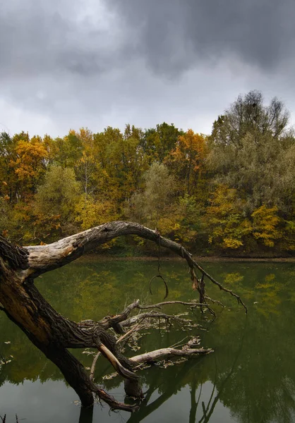 Autunno Albero Del Paesaggio Con Foglie Caduta Gialle — Foto Stock