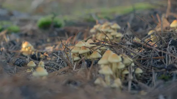 Grupo Cogumelos Selvagens Que Crescem Solo — Fotografia de Stock