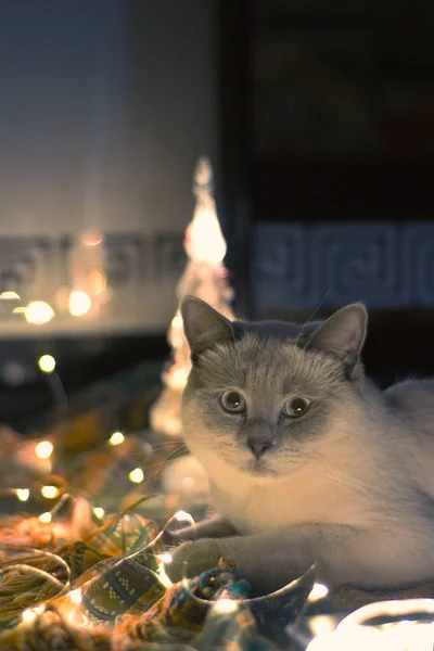 Cat Christmas Decorations Posing Camera — Zdjęcie stockowe