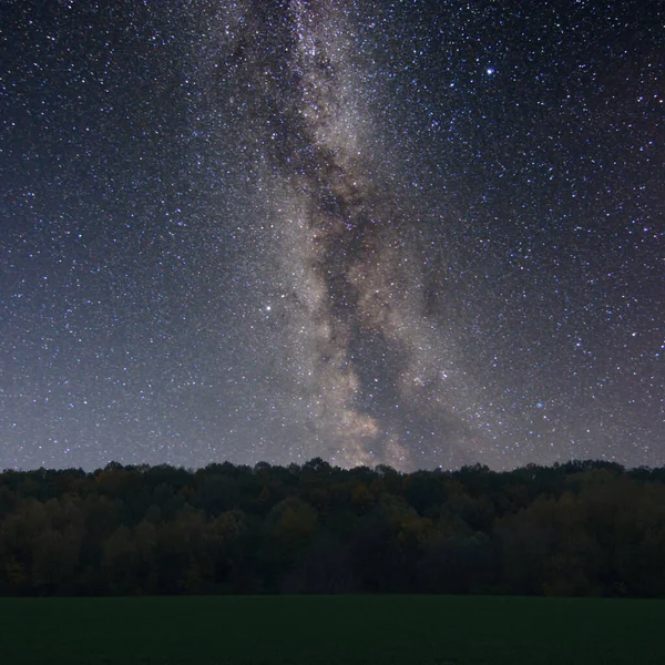 Céu Estrelado Noite Com Estrelas Árvores — Fotografia de Stock