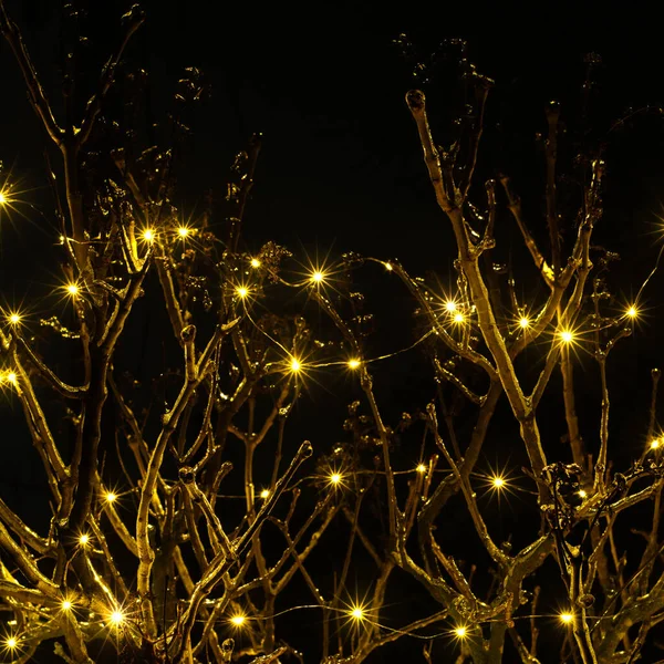 Kerstboom Takken Verlichting Zwarte Achtergrond — Stockfoto