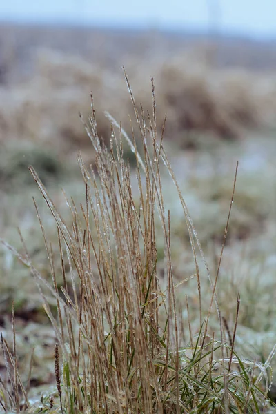 Droog Gras Sneeuw — Stockfoto