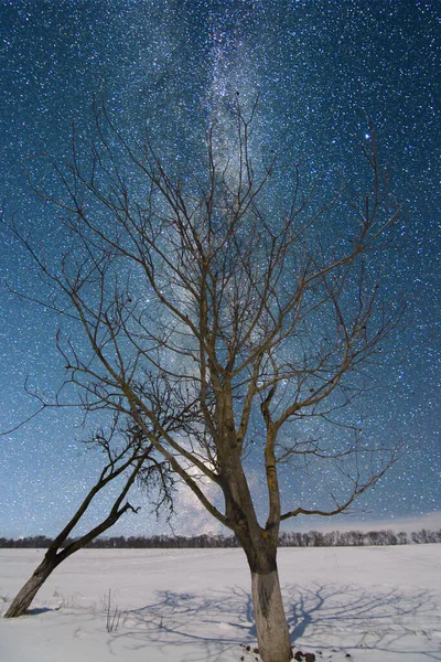 Paisagem Noturna Com Árvore Única Lua Neve — Fotografia de Stock