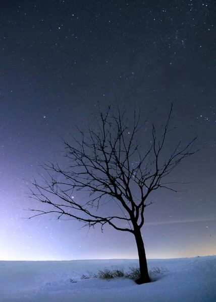 Night Landscape Single Tree Moon Snow — Stock Photo, Image