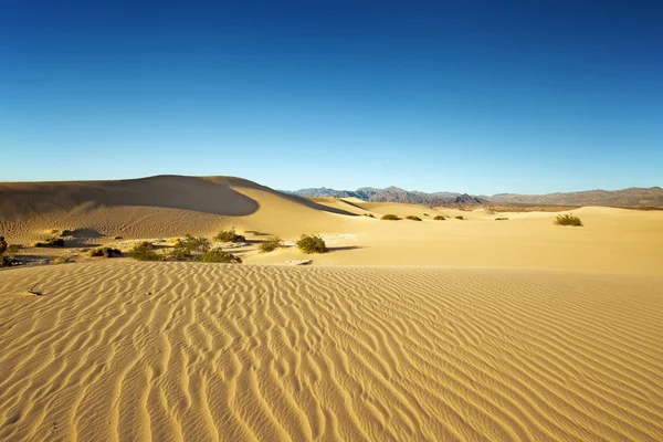 Панорамный вид на мескитовые плоские песчаные дюны — стоковое фото