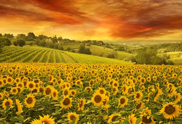 Campo di girasoli sulla collina italiana al tramonto — Foto Stock