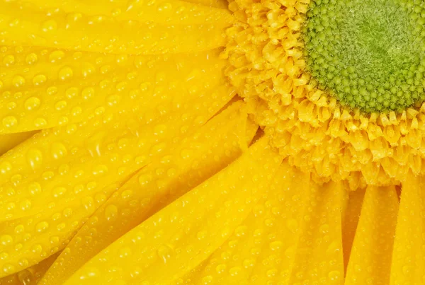 Primer plano del rocío de la mañana en gerberas amarillas — Foto de Stock