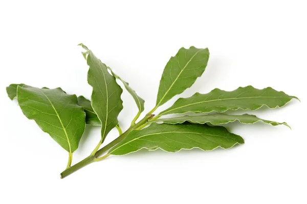 Twig of bay leaf isolated on white background — Stock Photo, Image