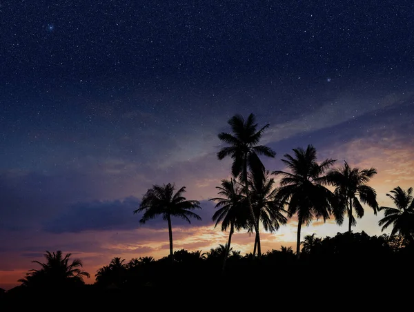 Yıldızlı Bir Akşamda Palmiye Ağaçlarının Silueti Tropik Alacakaranlık Gökyüzü — Stok fotoğraf