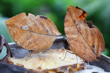 Two oak leaf butterflies on a slice of pineapple