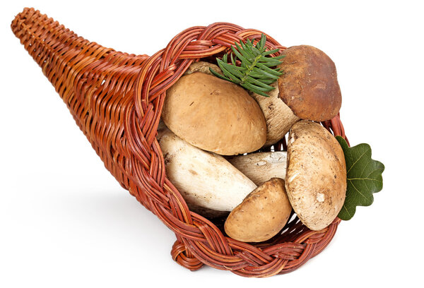 рог изобилия, наполненный семенами, выделенными на белом фоне
