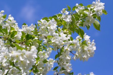 Bahar günü beyaz çiçek çiçek