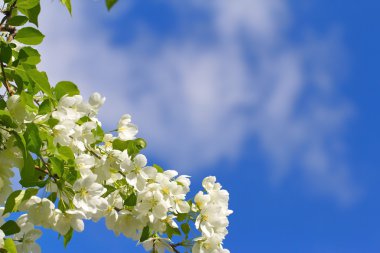 Bahar çiçek çiçek mavi gökyüzü karşı