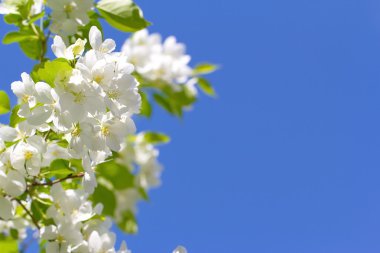 Bahar çiçek çiçek mavi gökyüzü karşı